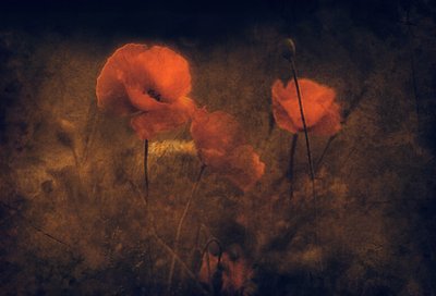 Moody Red Poppies by Jan van der Linden