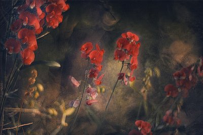 Moody Red Sweetpeas by Jan van der Linden
