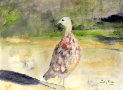 Female Pheasant by Janel Bragg