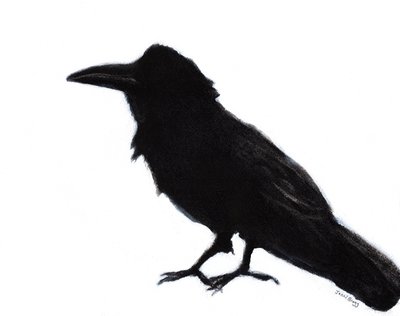 Raven at Baker Beach by Janel Bragg