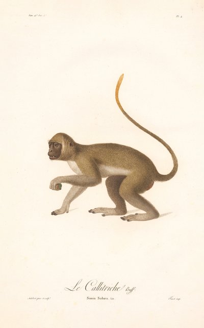 Green Monkey by Jean Baptiste Audebert