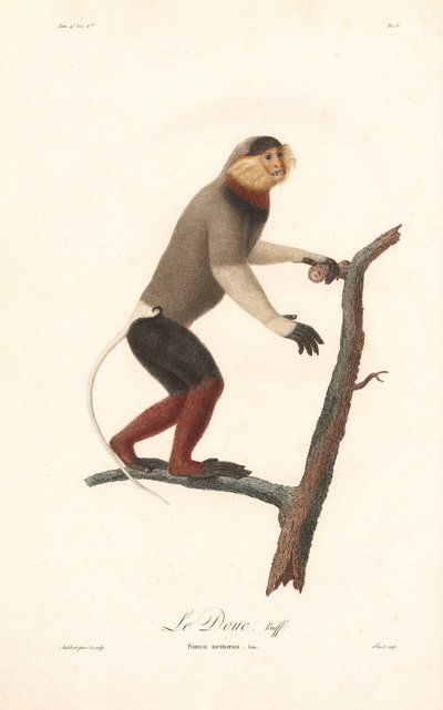 Red-shanked Douc Langur by Jean Baptiste Audebert