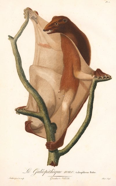 Red Flying Lemur by Jean Baptiste Audebert