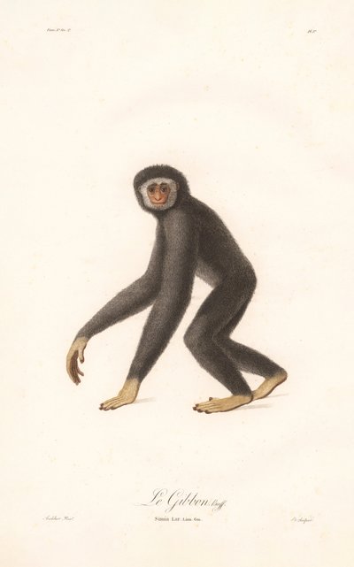 White-handed Gibbon by Jean Baptiste Audebert