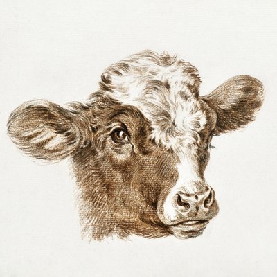 Head of a Cow by Jean Bernard