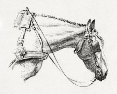 Head of a Horse by Jean Bernard