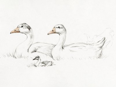Two Geese With a Young by Jean Bernard