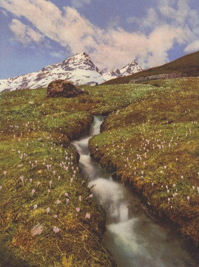 Switzerland: Crocuses near a Mountain Brook in the Upper Engadine by Jean Gaberell
