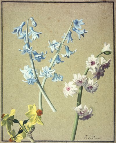 A Blue and a Lavender Hyacinth, and a Yellow Narcissus by Jean Louis Prevost