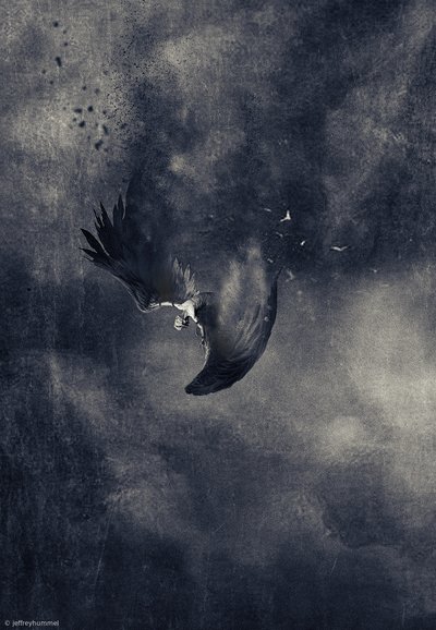 Falling Dark Bird by Jeffrey Hummel