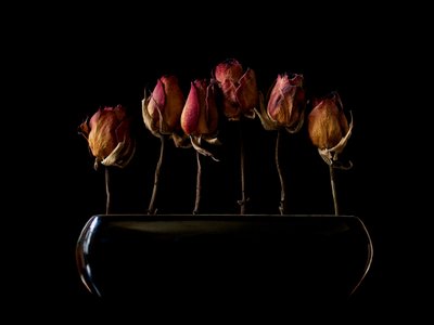 Moody Dried Roses by Jeffrey Hummel