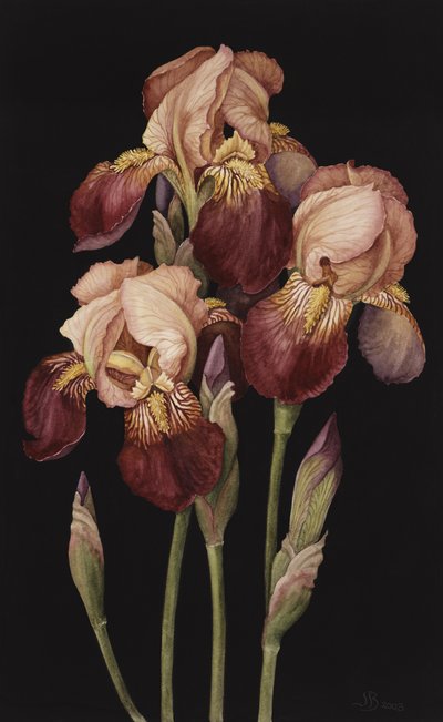 Irises by Jenny Barron