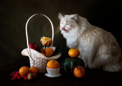 Autumn Fruit Still Life with Cat by Jie Fischer