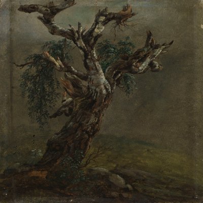 A Gnarled Birch Trunk. Study by Johan Christian Dahl