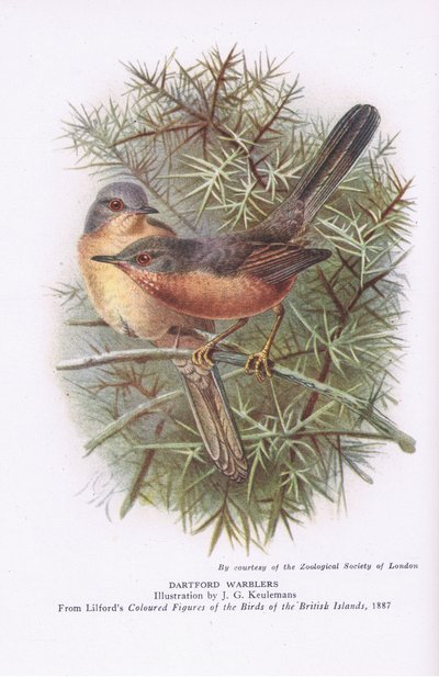 Dartford Warblers, Nature in Britain published by Collins by Johan Gerard Keulemans