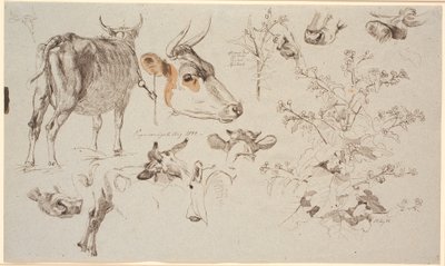 Study Sheet from Vognserup. Left: a standing cow seen from behind, various detail studies of cow heads, and right: a dock and in the middle a thistle by Johan Thomas Lundbye