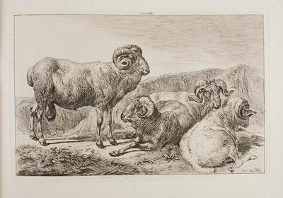 Merino Rams by Johann Adam Klein