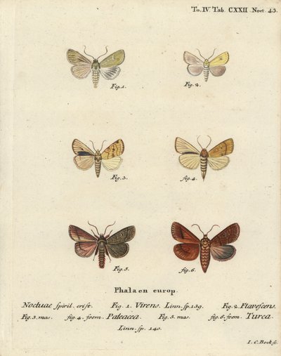 Burren Green, Sallow, Angle-Striped Sallow, and Double Line (Illustration from Die Schmetterlinge) by Johann Carl Bock