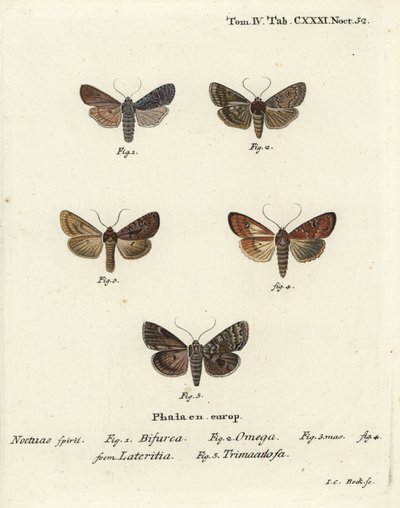 Conformist, Double Dart, Scarce Brindle, and Silver Arches by Johann Carl Bock