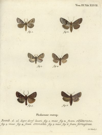 Dingy shell, dusky marbled brown and brown rustic by Johann Carl Bock