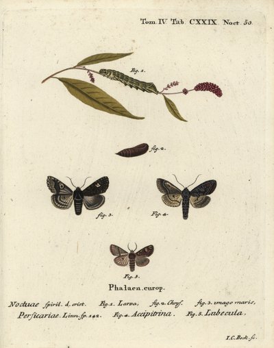 Dot, Melanchra persicariae, and Dryobota labecula. Handcoloured copperplate engraving by Johann Carl Bock after Eugenius Johann Christoph Esper’s Die Schmetterlinge in Abbildungen nach der Natur, Erlangen by Johann Carl Bock