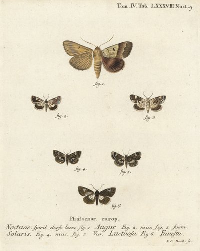 Double dart or soothsayer, Graphiphora augur 1, pale shoulder, Acontia lucida 2,3, four-spotted moth, Tyta luctuosa 4,5, and druid moth, Aedia funesta 6. Handcoloured copperplate engraving by Johann Carl Bock after Eugenius Johann Christoph Esper’s Die Sch by Johann Carl Bock