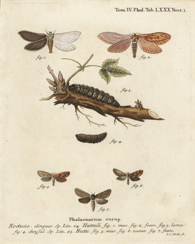 Ghost moth, Hepialus humuli, and gold swift, Phymatopus hecta. Handcoloured copperplate engraving by Johann Carl Bock after Eugenius Johann Christoph Esper’s Die Schmetterlinge in Abbildungen nach der Natur, Erlangen by Johann Carl Bock