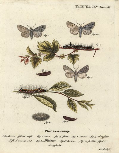 Grey dagger, Acronicta psi 1-4, and dark dagger, Acronicta tridens 5-8. Handcoloured copperplate engraving by Johann Carl Bock after Eugenius Johann Christoph Esper’s Die Schmetterlinge in Abbildungen nach der Natur, Erlangen by Johann Carl Bock