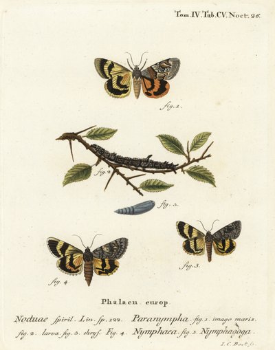 Sweetfern Underwing, Catocala Nymphaea, and Oak Yellow Underwing (Illustration from Die Schmetterlinge) by Johann Carl Bock