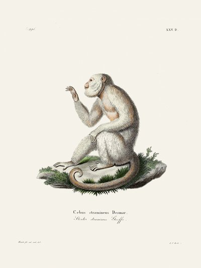 Gracile Capuchin Monkey by Johann Christian Daniel Von Schreber