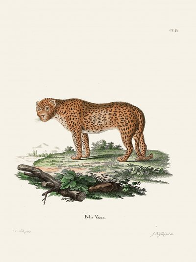 Panther by Johann Christian Daniel Von Schreber