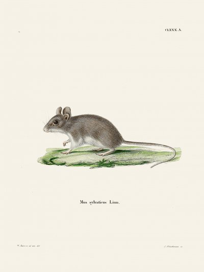Rat by Johann Christian Daniel Von Schreber
