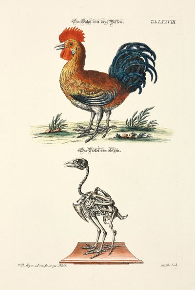 A Rooster with Three Feet and its Skeleton by Johann Daniel Meyer