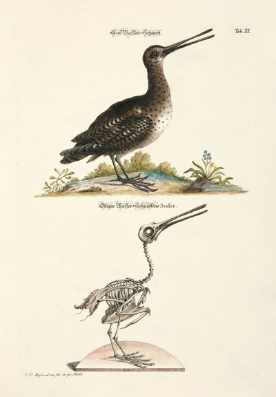 Black-tailed Godwit and its Skeleton by Johann Daniel Meyer