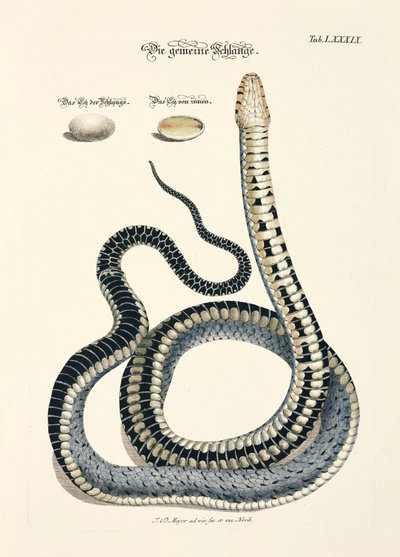 Common Snake with Eggs by Johann Daniel Meyer