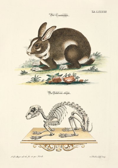 Rabbit and its Skeleton by Johann Daniel Meyer