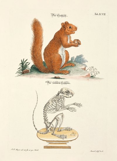 Squirrel and its Skeleton by Johann Daniel Meyer