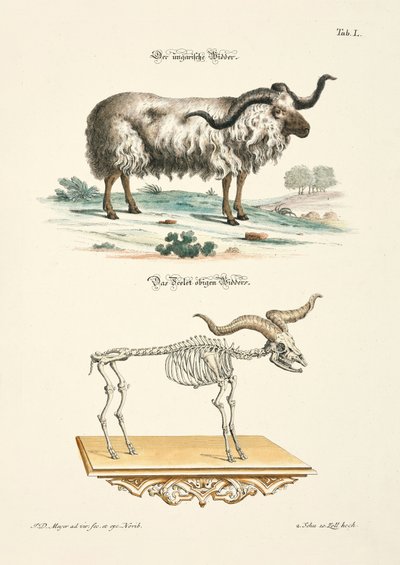 The Hungarian Ram and its Skeleton by Johann Daniel Meyer