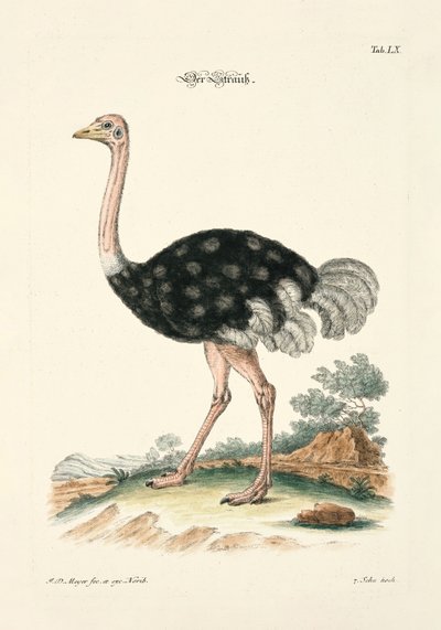 The Ostrich by Johann Daniel Meyer