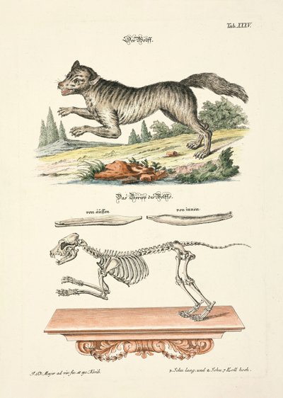 The Wolf by Johann Daniel Meyer
