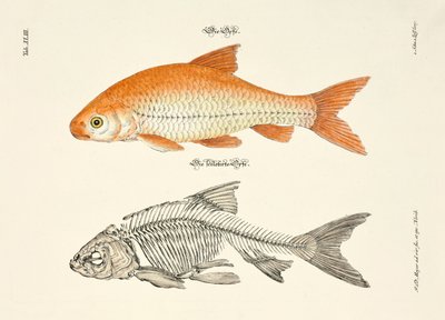 The Ide and its Skeleton by Johann Daniel Meyer