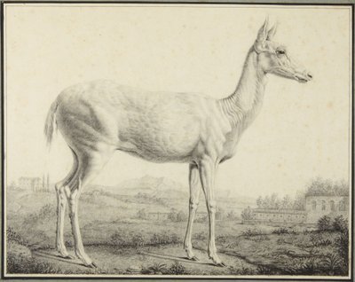 Deer by Johann Elias Ridinger