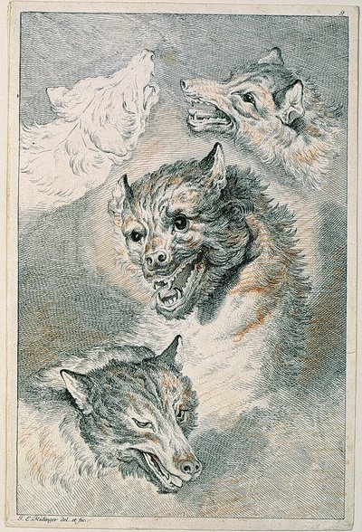 Four Wolf Heads by Johann Elias Ridinger