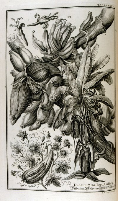 Biblical Plants and Fruits Including Mandrake and Melon by Johann Jakob Scheuchzer