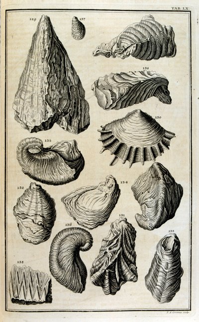 Fossilised Remains of Shells Represented Animals Destroyed by the Great Biblical Flood by Johann Jakob Scheuchzer