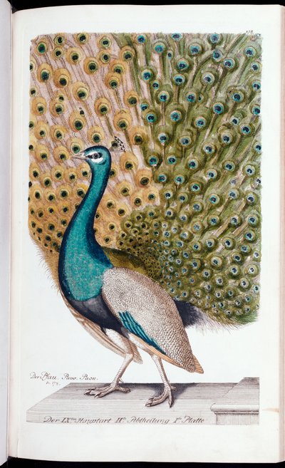 A Male Peacock in Full Display, 1763 by Johann Leonhard Frisch