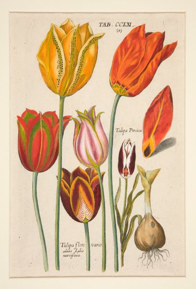 Flower Plate (Tulips), from Florilegium Novum by Johann Theodor de Bry