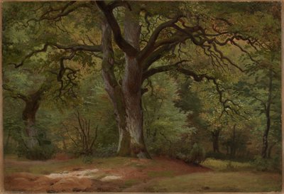 Oak Forest in the Solling by Johann Wilhelm Schirmer