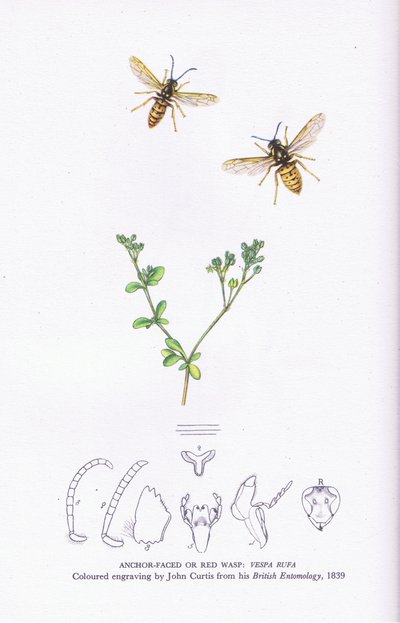 Anchor Faced or Red Wasp, Nature in Britain published by Collins by John (after) Curtis
