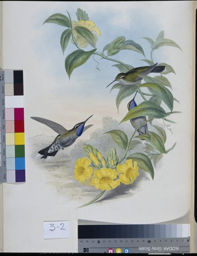Hummingbirds by John (after) Gould